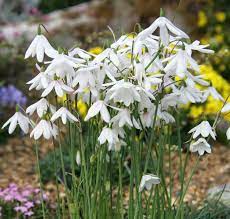 Delicate white Acis seeds graceful garden flowers