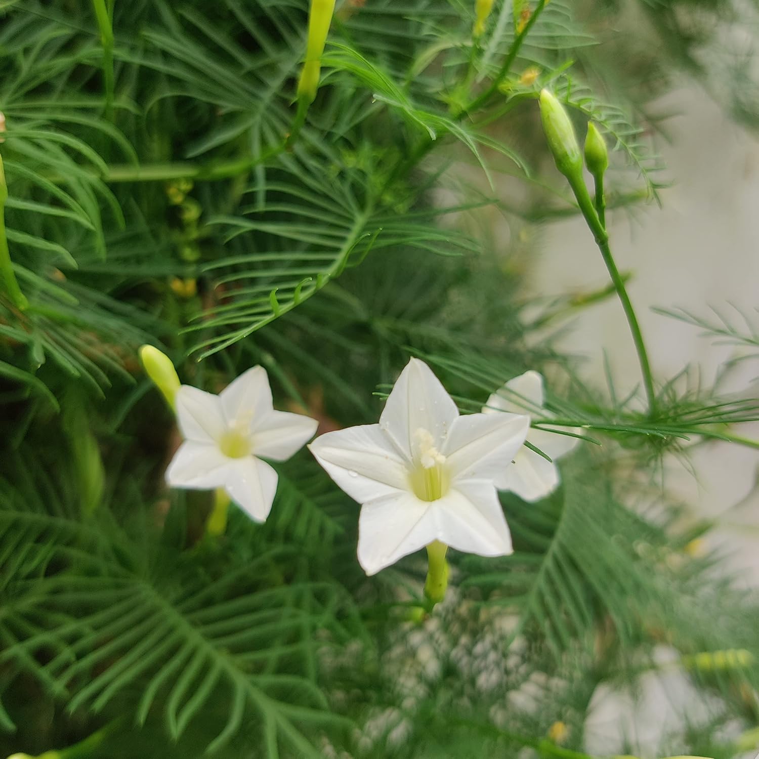 Delicate White Cypress Flower Seeds for Outdoor Garden Landscapes