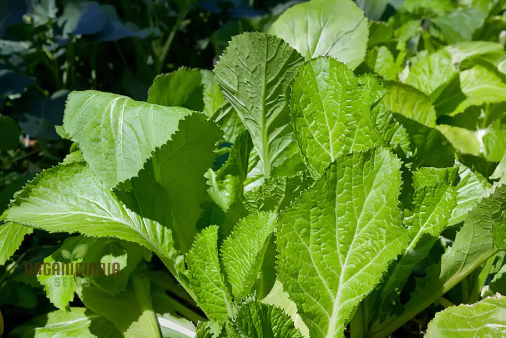 Delight Mustard Leaf Seeds Garden Into A Culinary Haven - Sow The Seeds Of Gardenâ€™s For Bounty