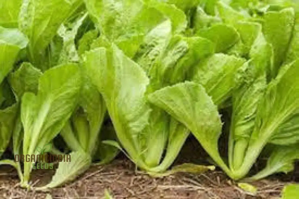 Delight Mustard Leaf Seeds Garden Into A Culinary Haven - Sow The Seeds Of Gardenâ€™s For Bounty