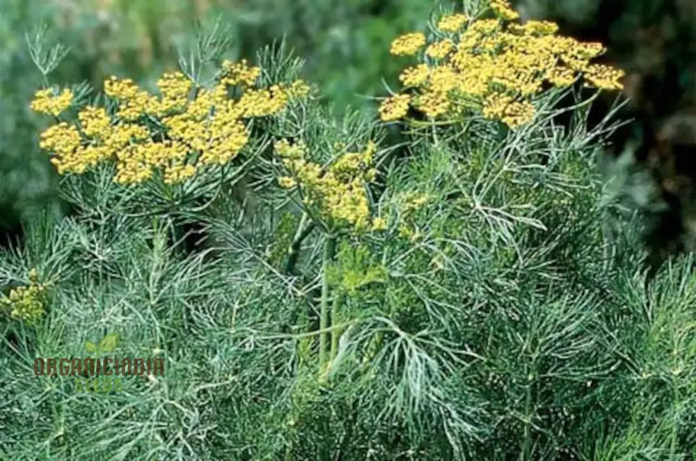 Grandma Einck’s Dill Herb Growing Outdoors in Home Garden