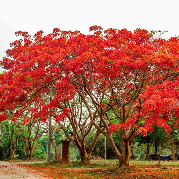 Delonix Regia Red Orange Blooms on Mature Tree from Seeds
