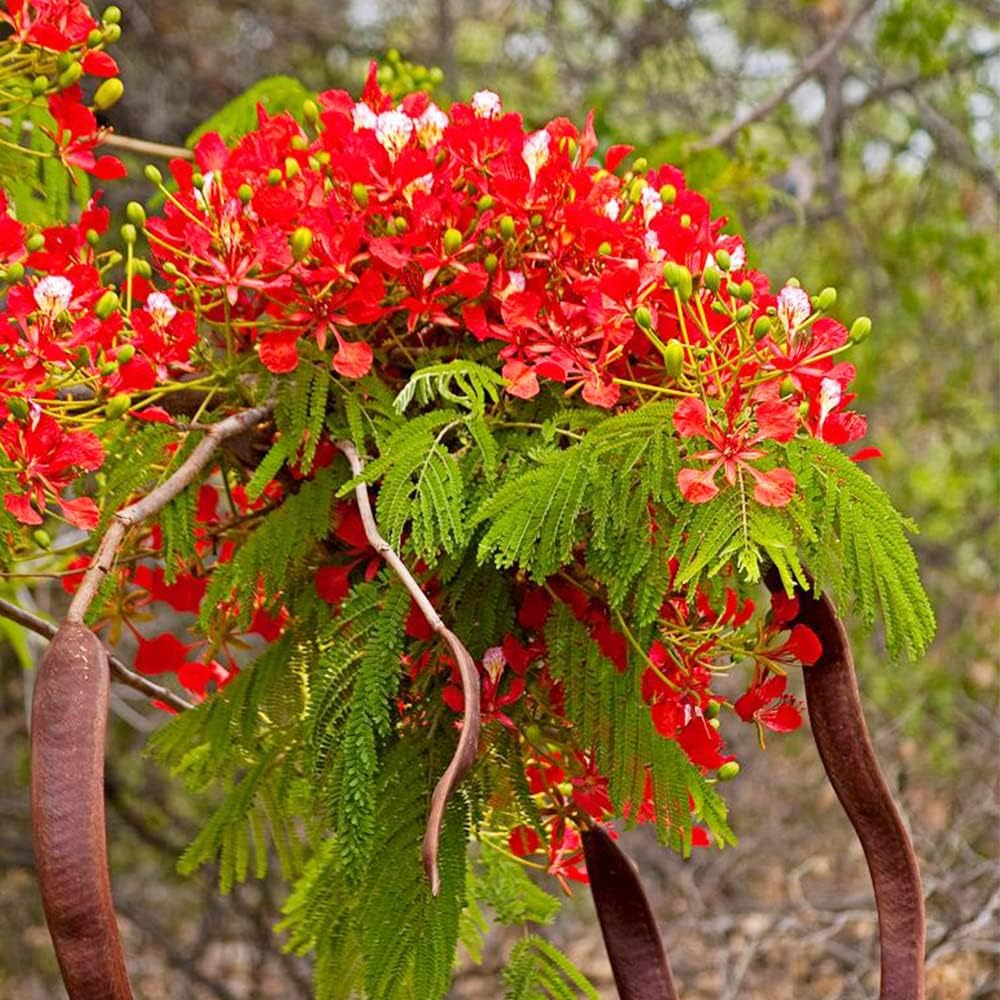 Delonix regia seeds for tropical garden planting