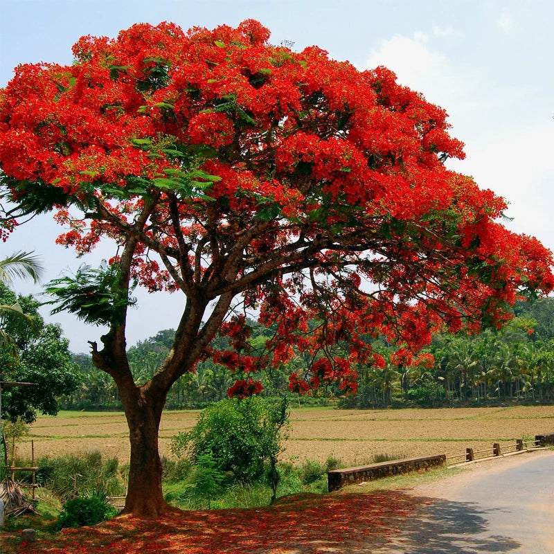 Delonix Regia Royal Poinciana Tree Seeds for Planting