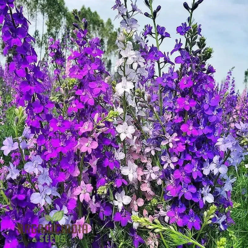Delphinium Giant Imperial Mix seeds tall colorful garden blooms