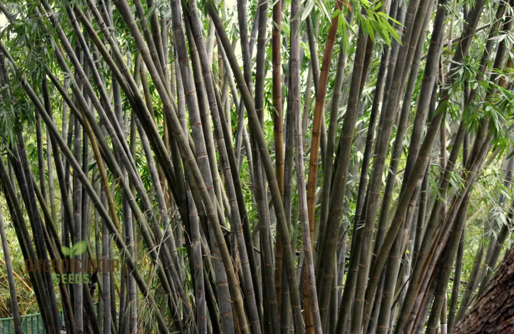 Dendrocalamus Strictus Planting Seeds Cultivate Your Own Bamboo Haven