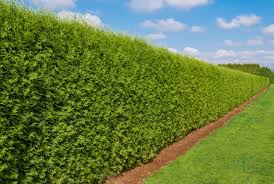 Dense Evergreen Hedge with Fast Growing Foliage