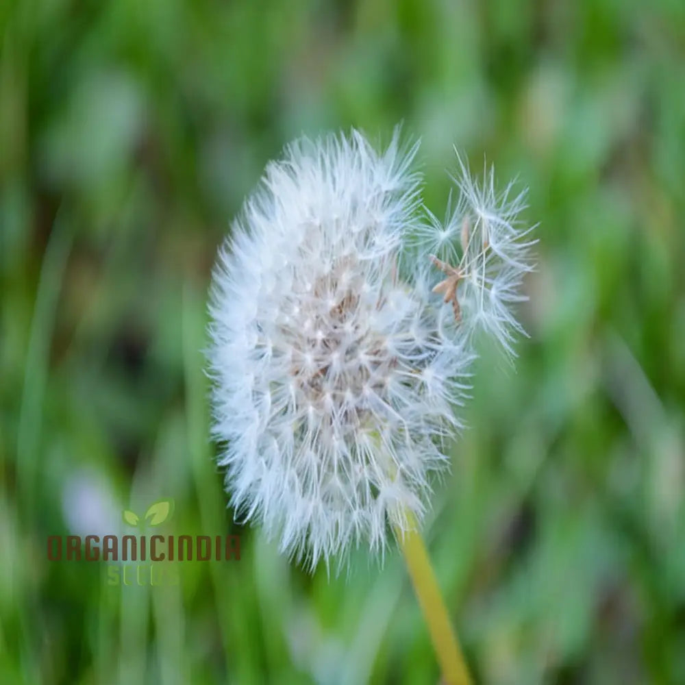 Dente Di Leone Flower Seeds for Elegant and Hardy Garden Blooms