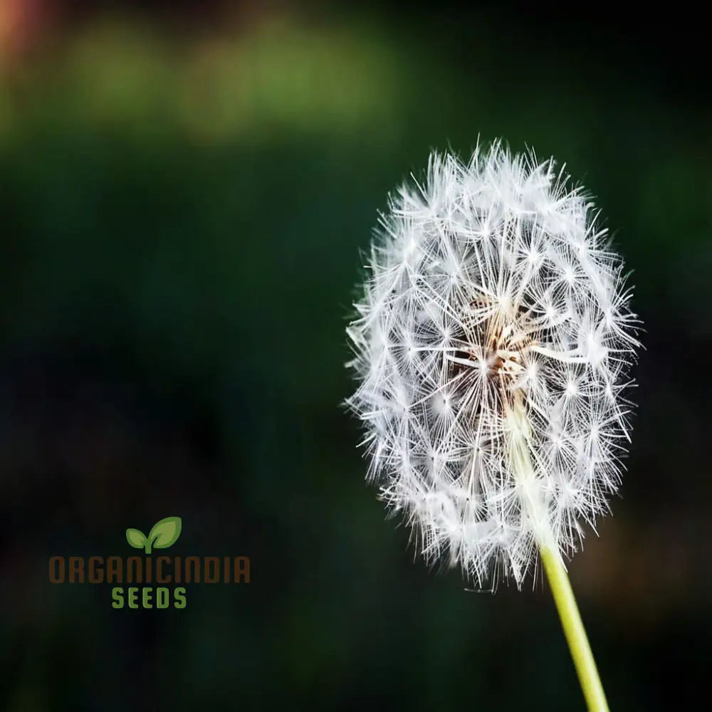 Dente Di Leone Seeds for Easy-to-Grow Garden Blooms