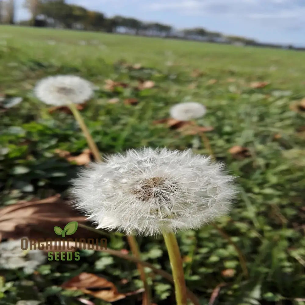 Outdoor Dente Di Leone Seeds for Hardy and Charming Flowers