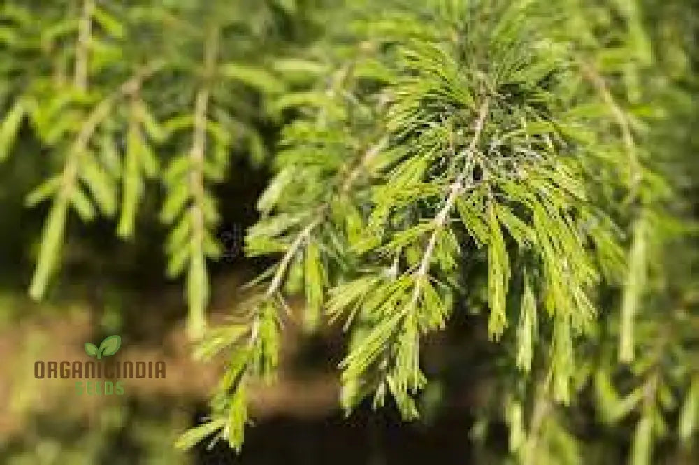 Deodar Cedar Seeds - Cedrus Deodora For Gardening Enthusiasts | Fresh