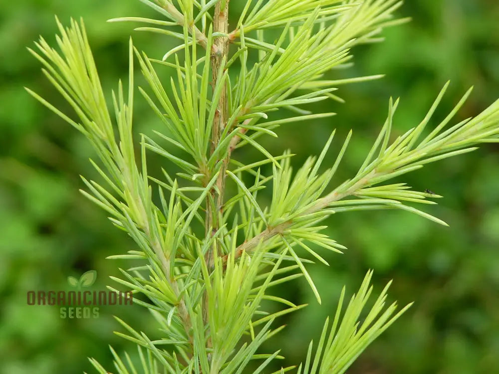 Deodar Cedar Seeds - Cedrus Deodora For Gardening Enthusiasts | Fresh
