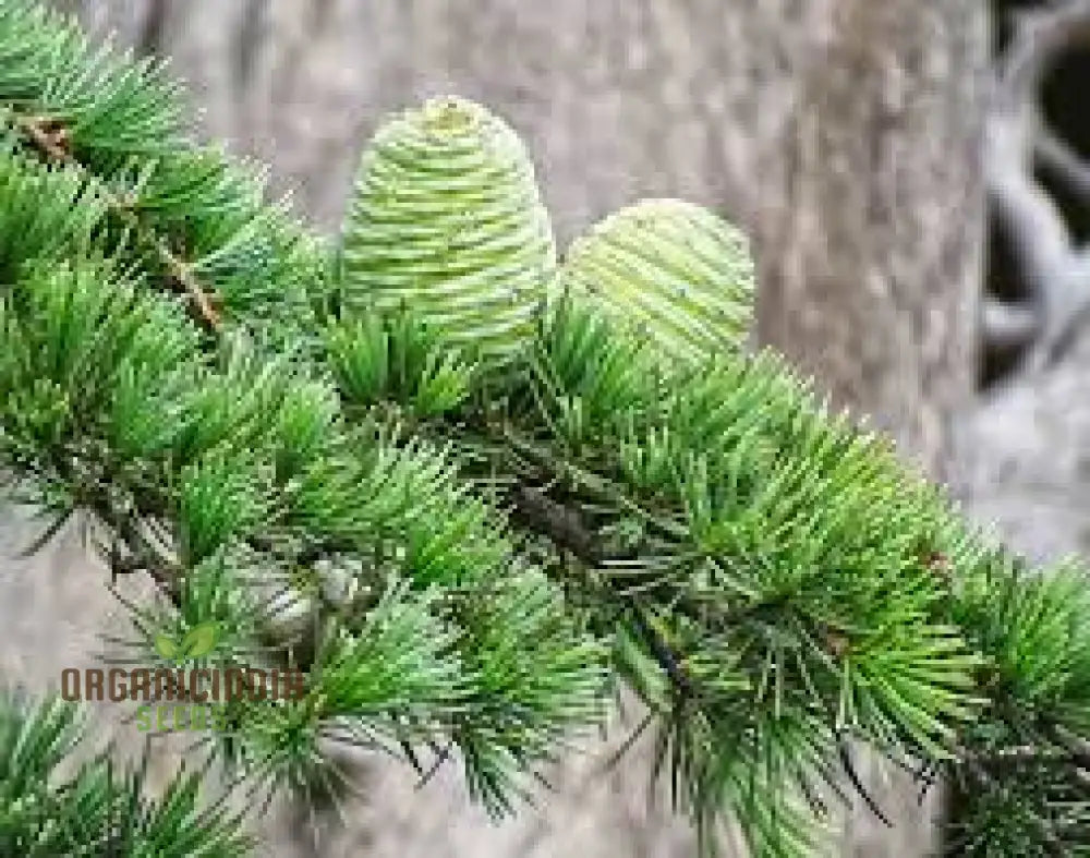 Deodar Cedar Seeds - Cedrus Deodora For Gardening Enthusiasts | Fresh