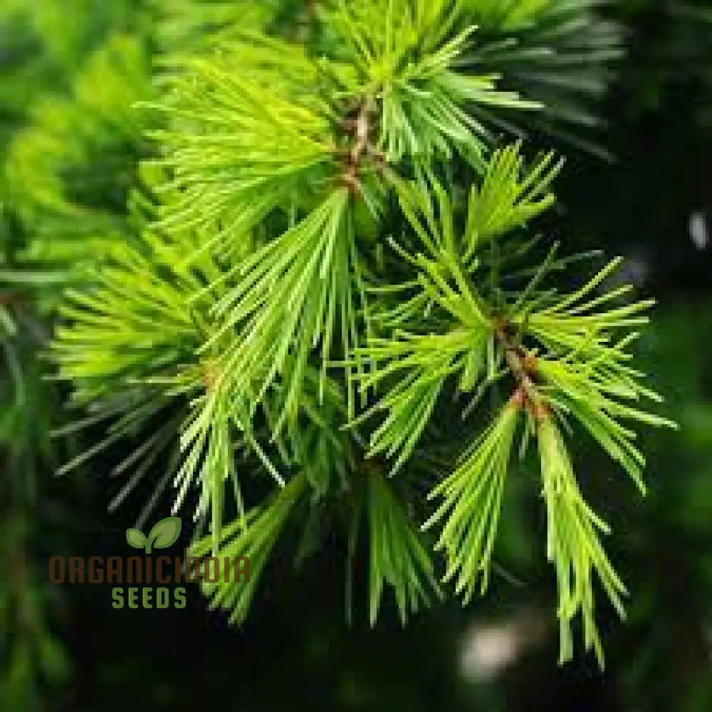 Deodar Cedar Seeds - Cedrus Deodora For Gardening Enthusiasts | Fresh