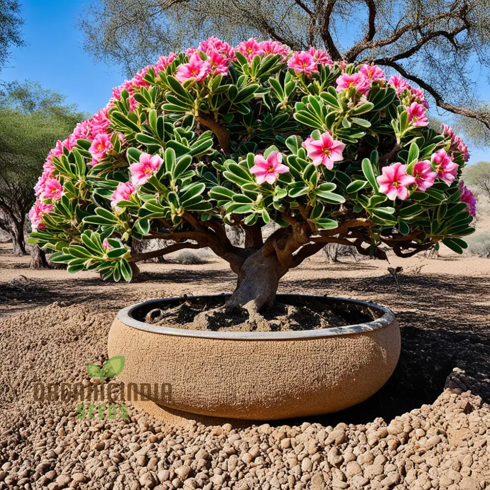 Desert Rose seeds mixed variety for home gardening