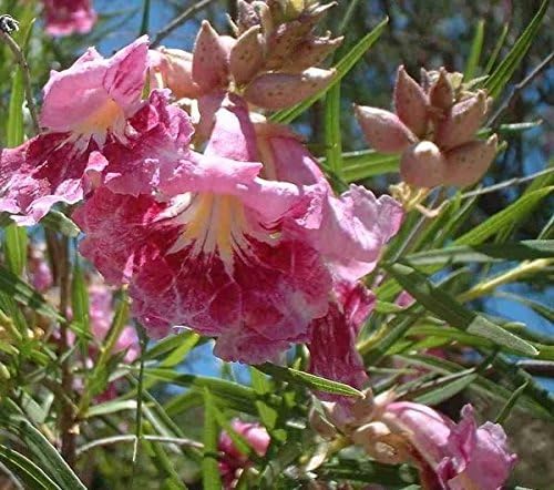 Desert Willow seeds Chilopsis linearis tree for dry landscapes