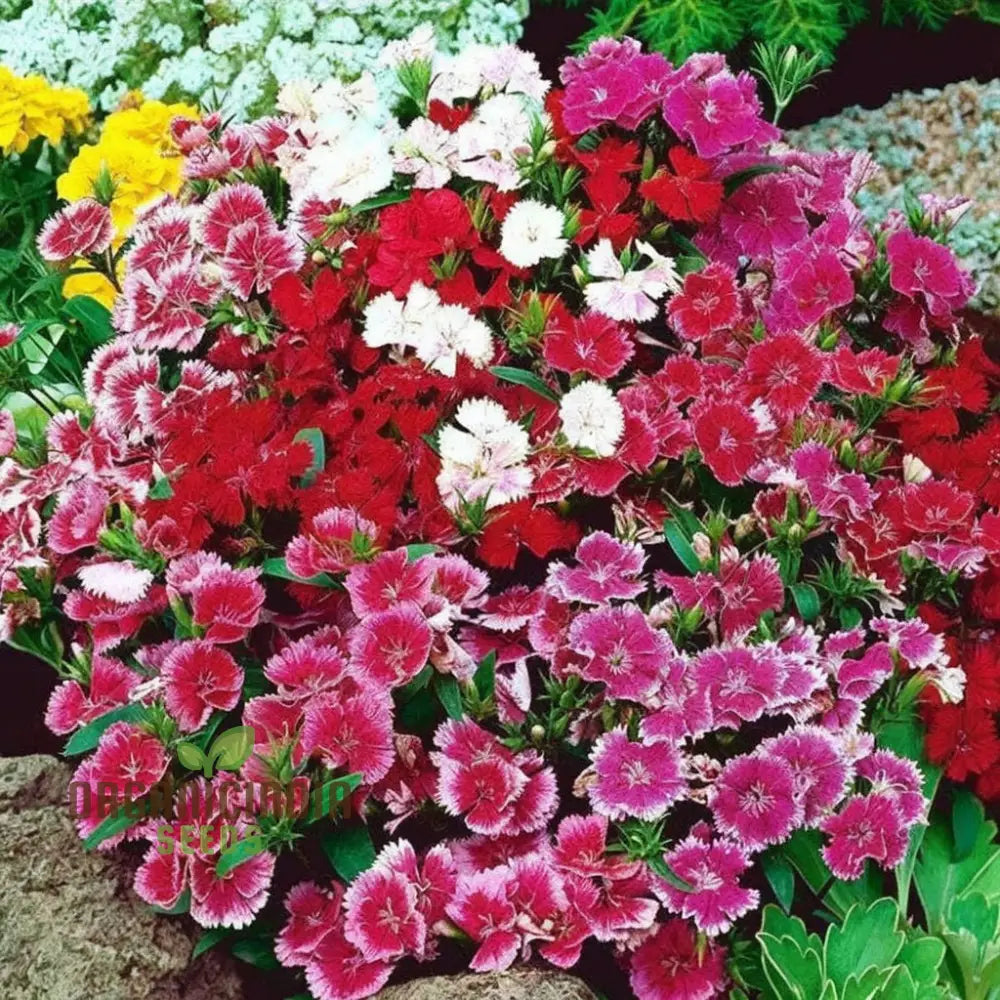 Dianthus Baby Doll Mixed flower seeds for planting