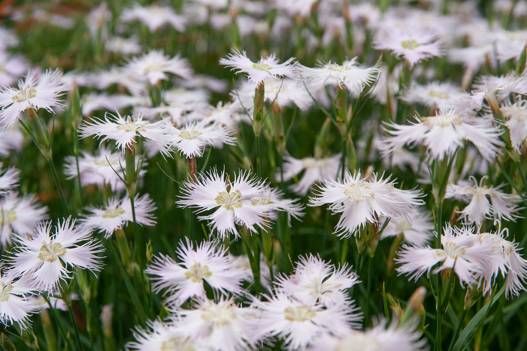 Dianthus Flower Seeds Ideal for Rock Gardens and Borders