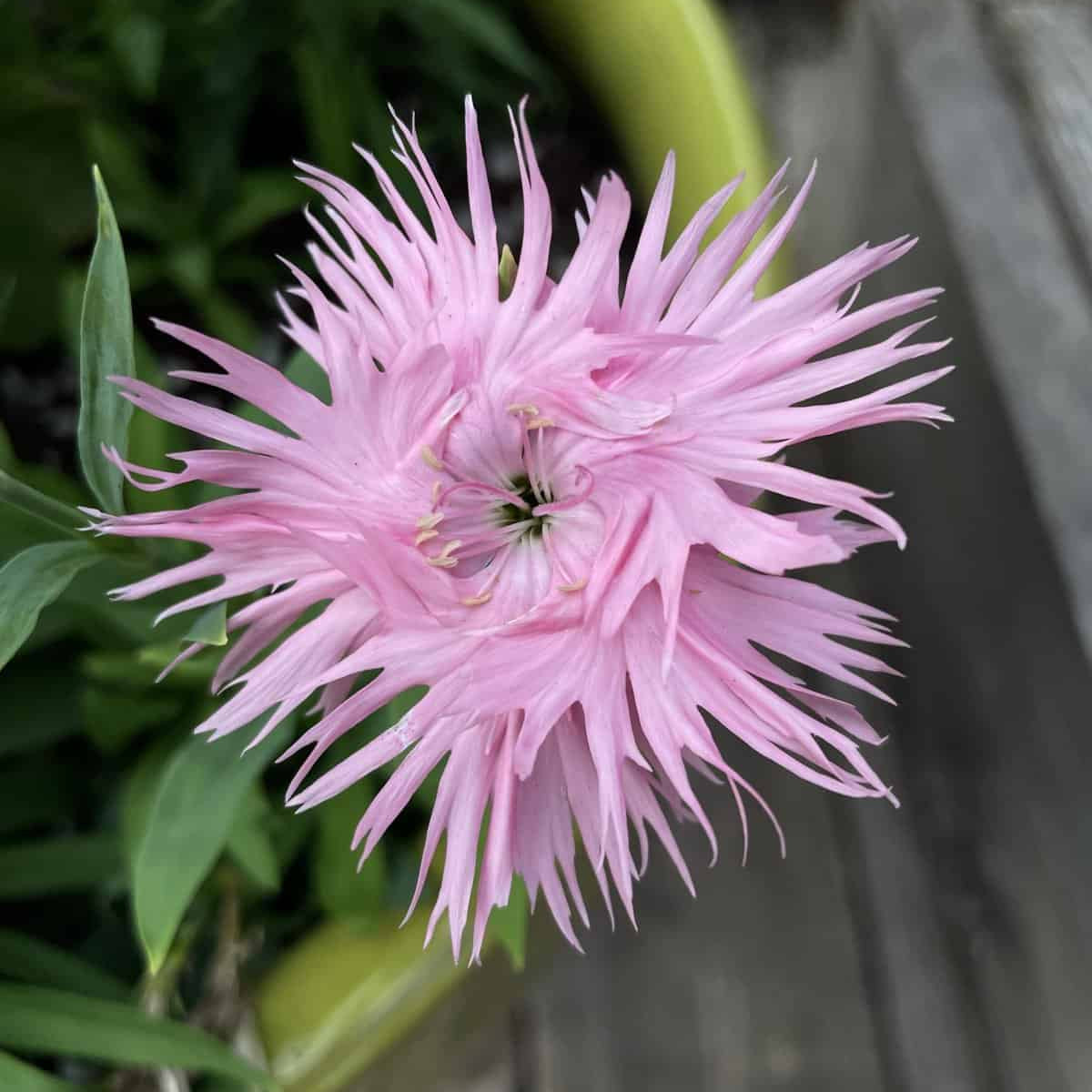 Supra Rosa Hybrid Dianthus seeds plant growth in garden bed