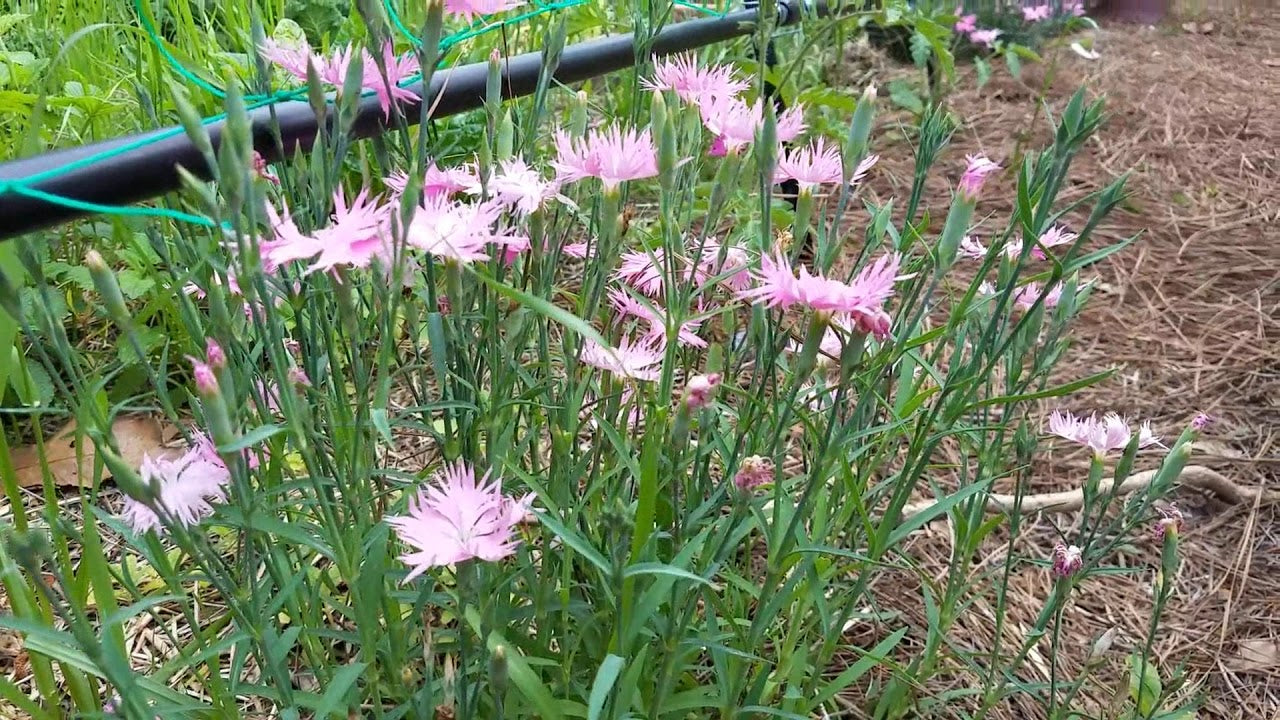 Supra Rosa Hybrid Dianthus seeds grown in pot for decorative planting