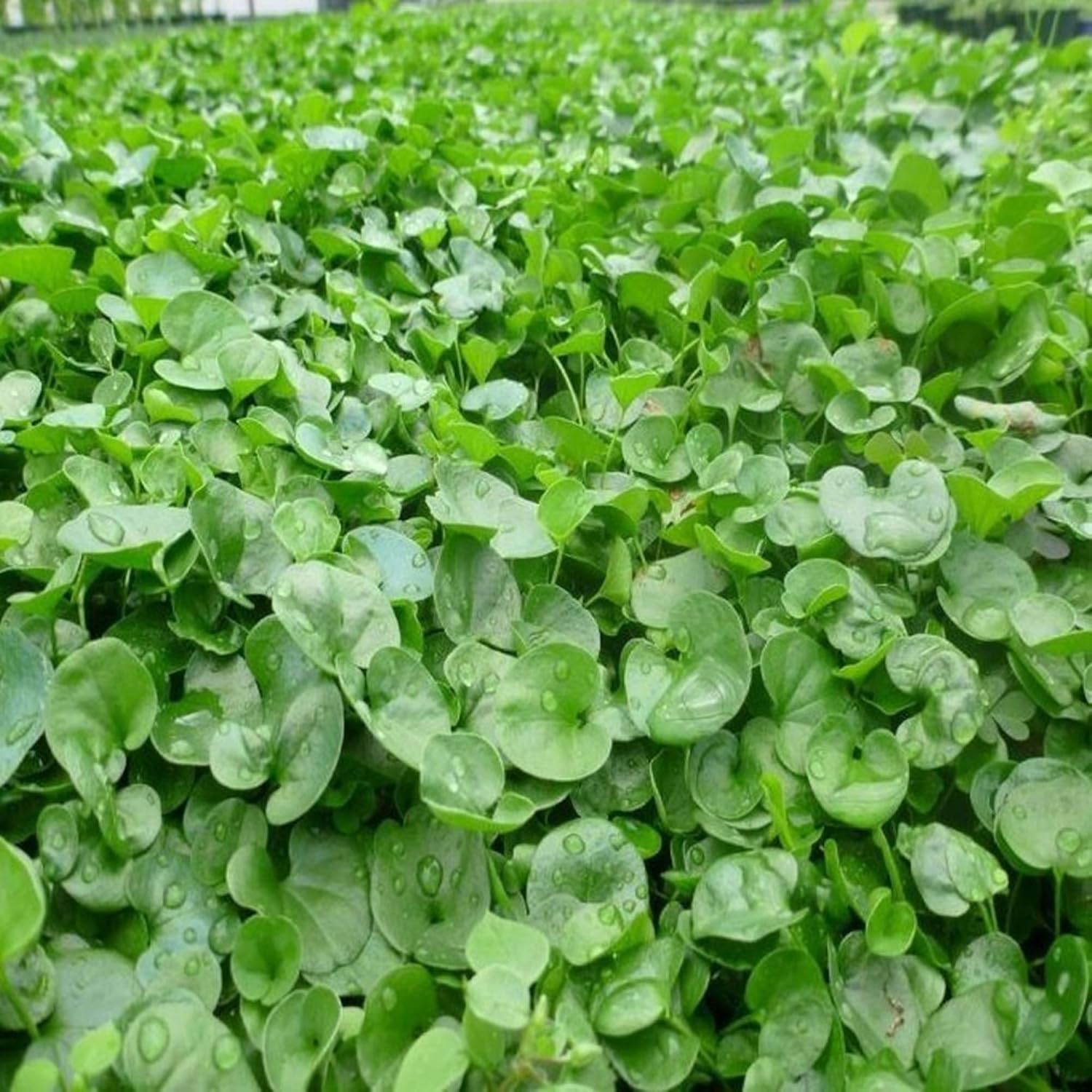 Dichondra Growing Along Garden Border – Low Maintenance Lawn