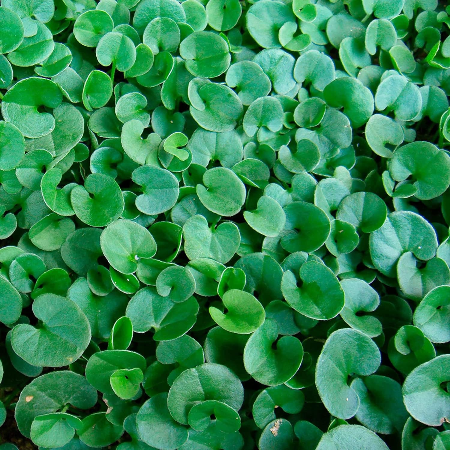 Dichondra Ground Cover Growth in Garden