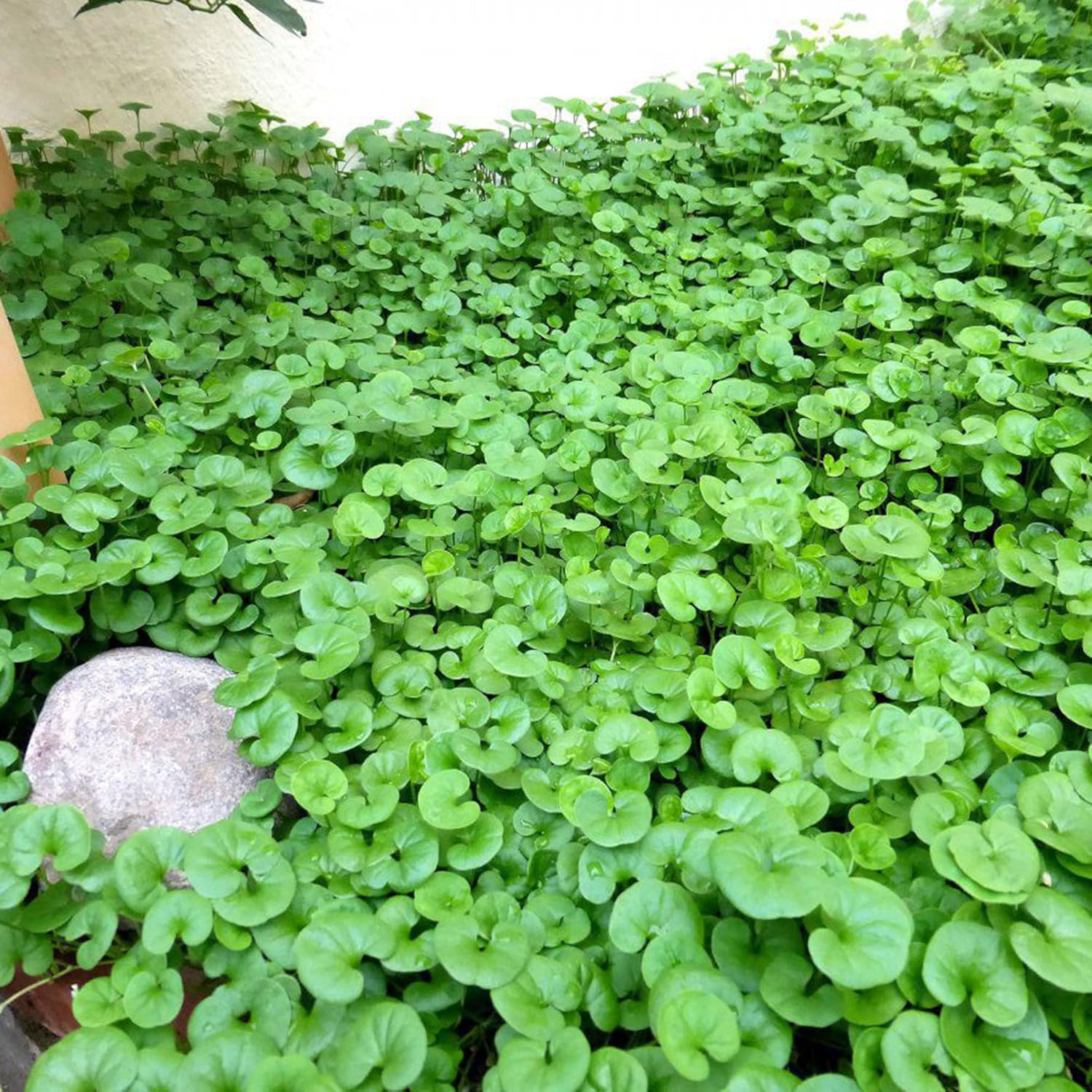 Close-up of Dichondra Repens Leaves – Lawn Replacement
