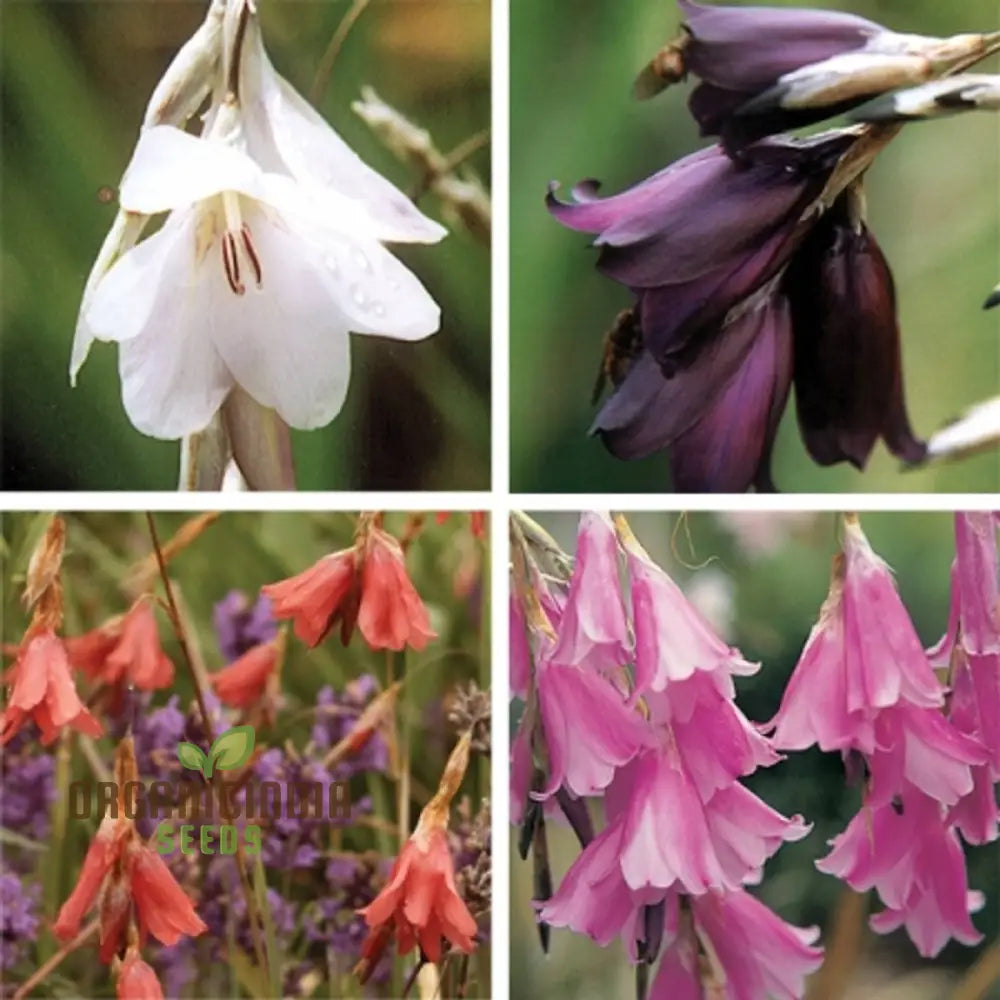 Dierama Plant World Jewels Flower Seeds Exquisite Additions To Your Gardenâ€™s Beauty