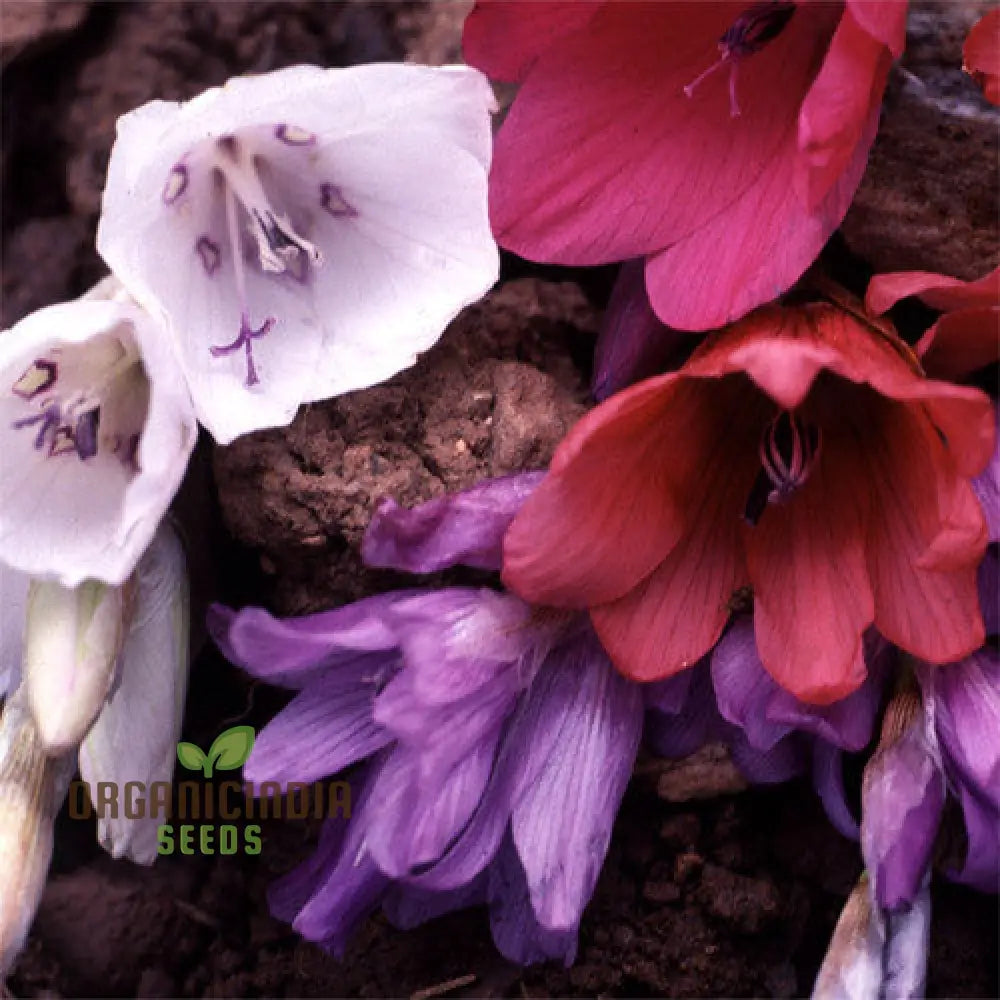 Dierama Plant World Jewels Flower Seeds Exquisite Additions To Your Gardenâ€™s Beauty