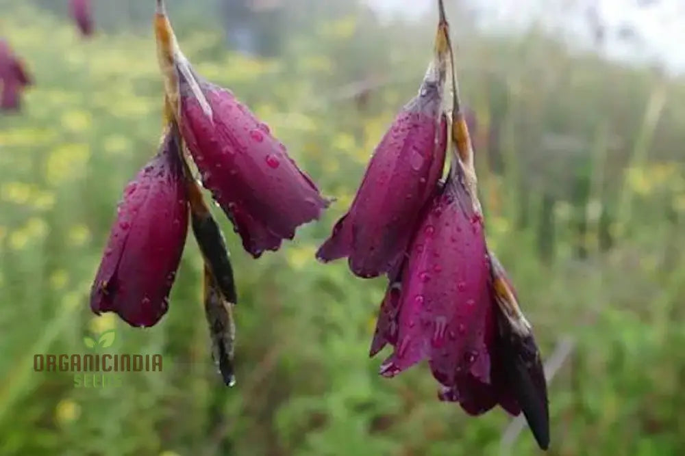 Dierama Pulcherrimum â€™Strawberry Ice Creamâ€™ Flower Seeds Delightful Blooms For Your Gardenâ€™s Palette