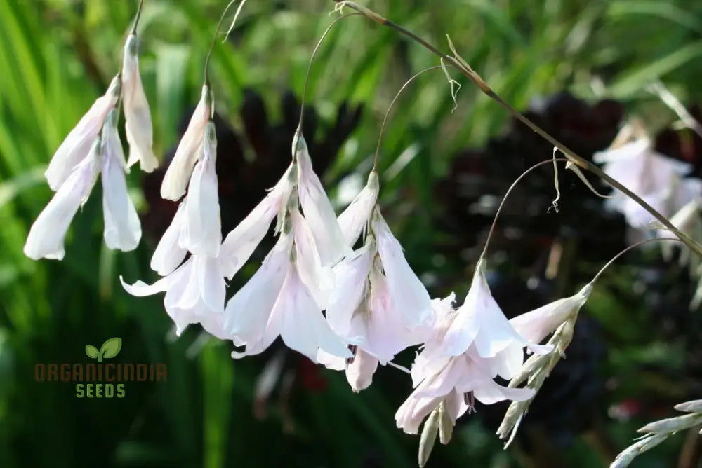 Dierama Pulcherrimum â€™Strawberry Ice Creamâ€™ Flower Seeds Delightful Blooms For Your Gardenâ€™s Palette
