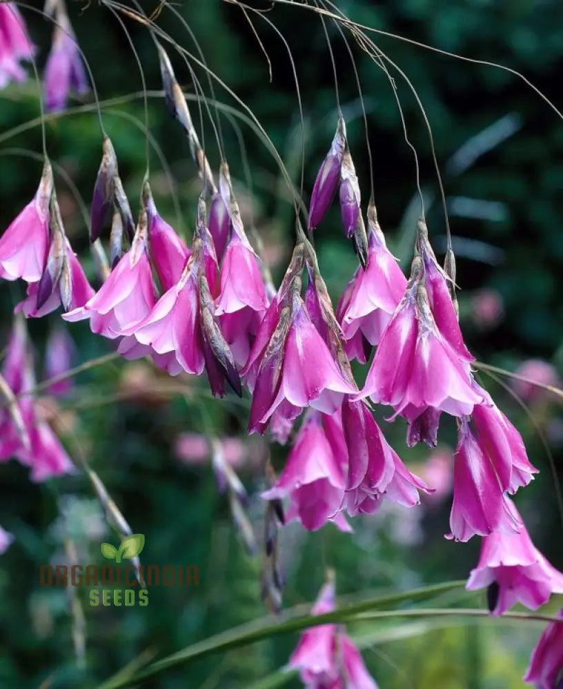 Dierama â€™Ripe Cherriesâ€™ Flower Seeds Add Vibrant Color To Your Garden With These Beautiful Blooms
