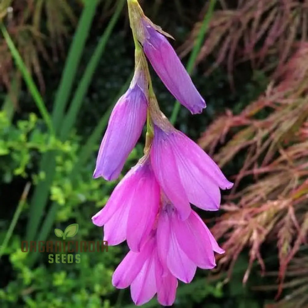 Dierama â€™Ripe Cherriesâ€™ Flower Seeds Add Vibrant Color To Your Garden With These Beautiful Blooms