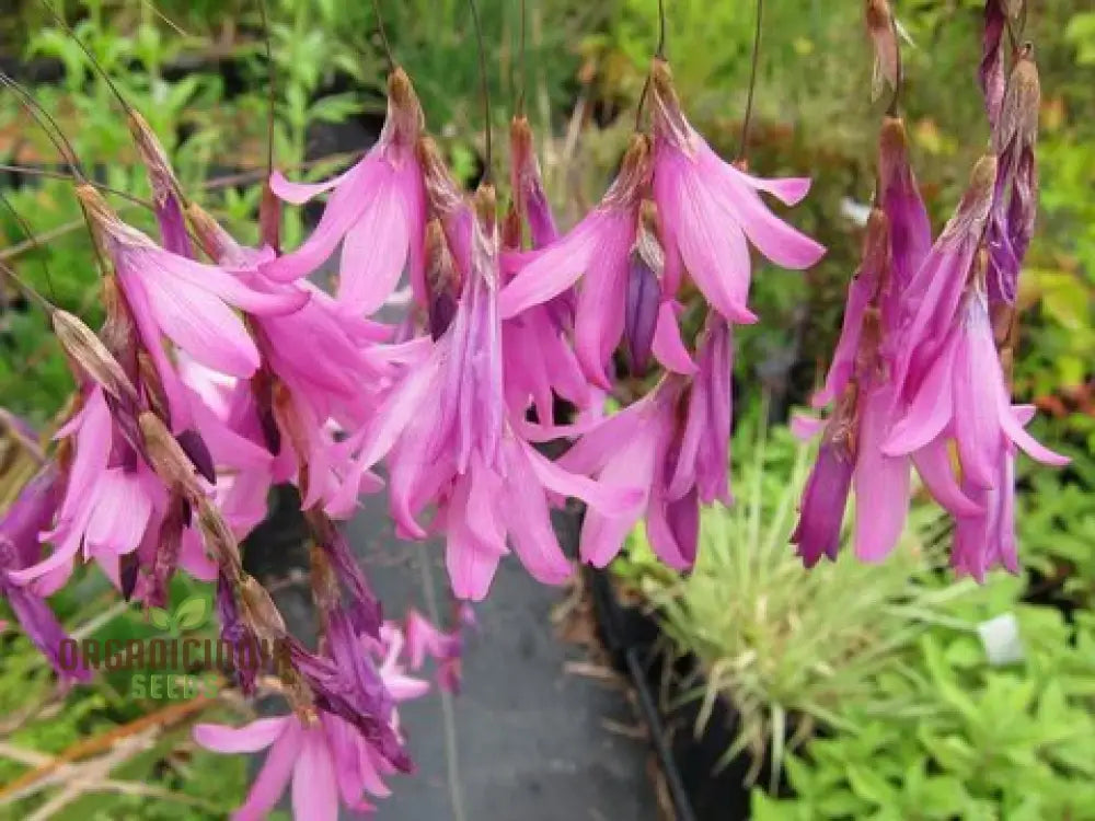 Dierama â€™Ripe Cherriesâ€™ Flower Seeds Add Vibrant Color To Your Garden With These Beautiful Blooms