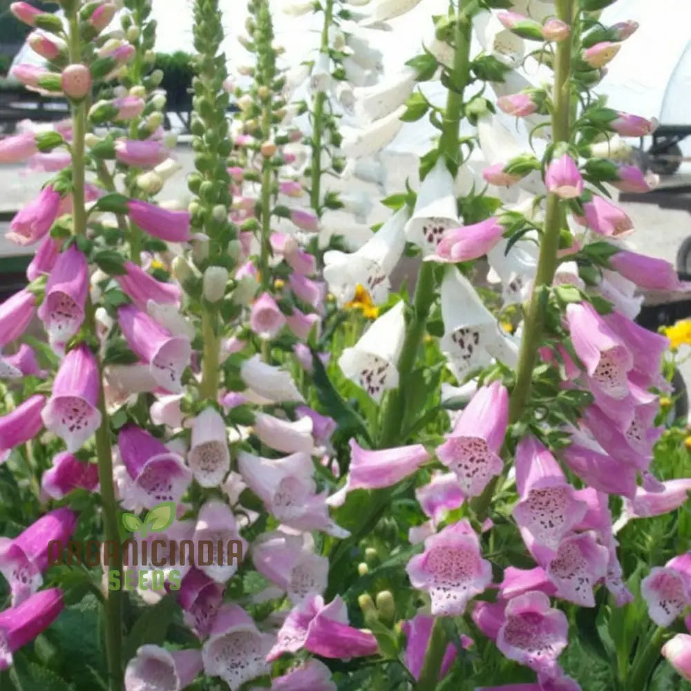 Digitalis Foxglove â€™Foxyâ€™ Mixed Colors Flower Seeds Beautiful Hardy Garden Easy-To-Grow Blooms Seeds