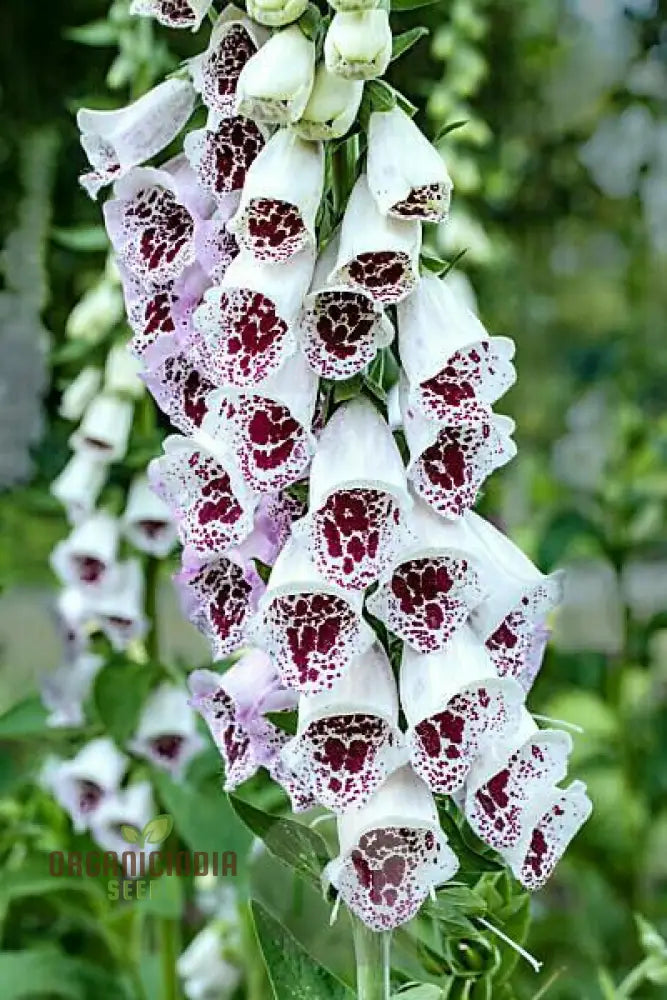 Digitalis Purpurea â€™Elsey Kelseyâ€™ Flower For Planting Growing Enchanting Elegance