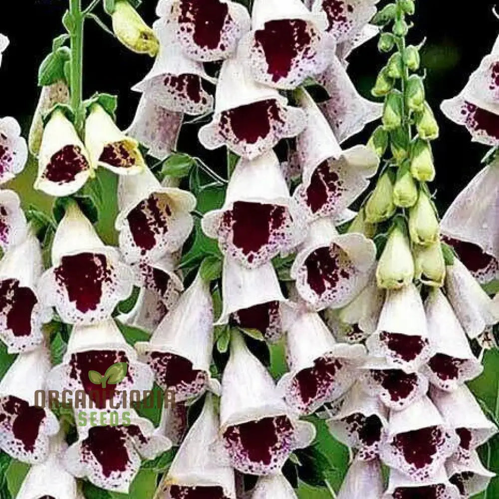 Digitalis Purpurea â€™Elsey Kelseyâ€™ Flower For Planting Growing Enchanting Elegance