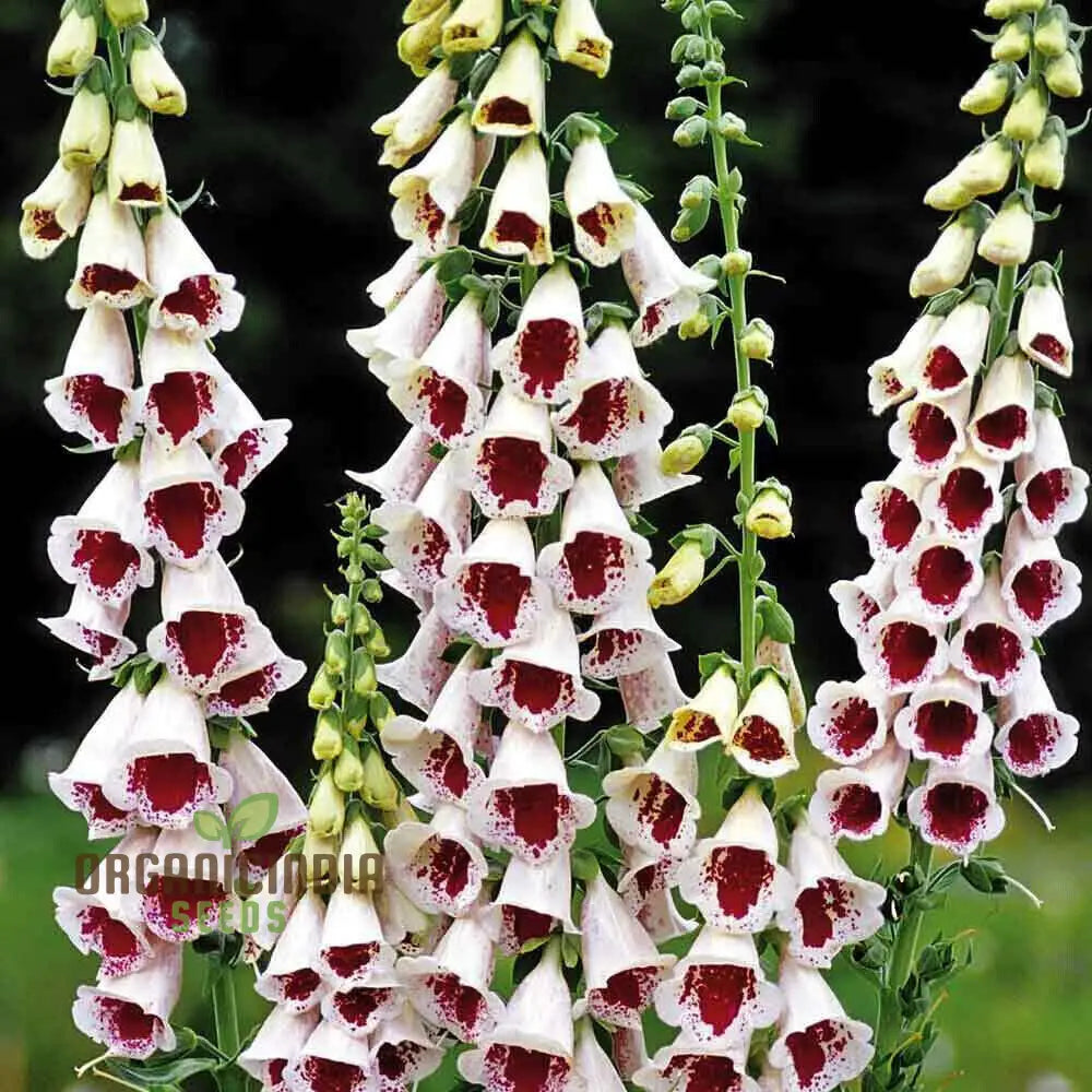 Digitalis Purpurea â€™Elsey Kelseyâ€™ Flower For Planting Growing Enchanting Elegance