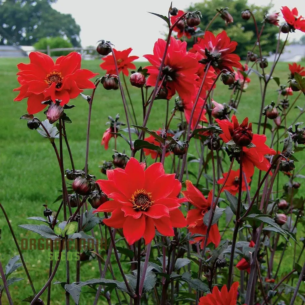 Discover Dahliaâ€™s Treasures: Bishopâ€™s Children Collection On Shopify