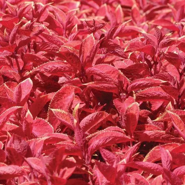 Coleus Wizard Sunset Seeds, Warm Sunset-Toned Foliage for Vibrant Garden Color