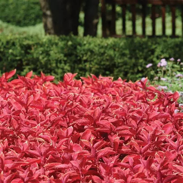 Coleus Wizard Sunset Seeds, Warm Sunset-Toned Foliage for Vibrant Garden Color