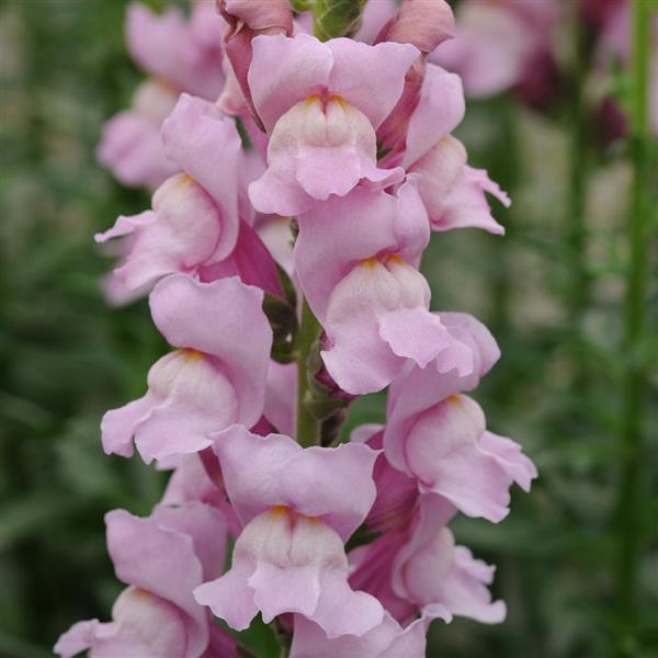 Mauve Snapdragon Flower Seeds – Elegant & Hardy Blooms for Your Garden