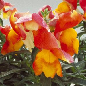 Bi-Color Orange & Yellow Snapdragon Flower Seeds – Vivid Two-Tone Blooms