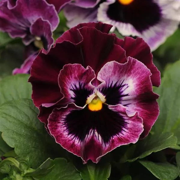 Burgundy Pansy Flower Seeds, Rich Velvety Blooms, Easy to Grow, Non-GMO