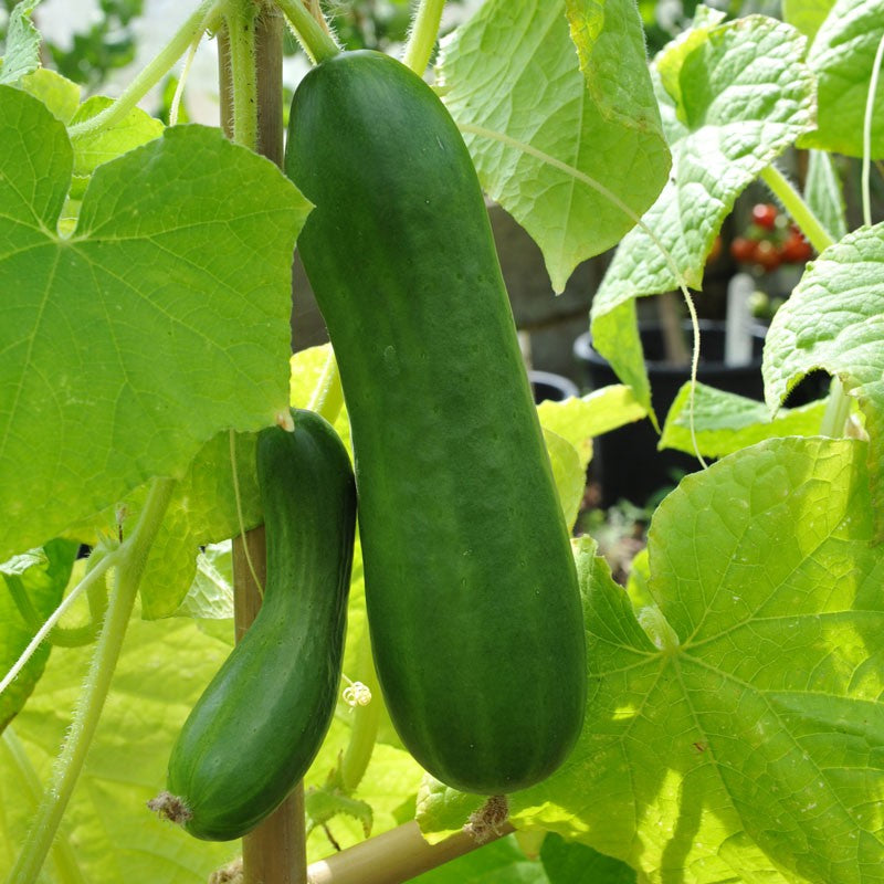 Diva Cucumber Seeds for Planting, High-Yield Sweet Burpless Cucumbers