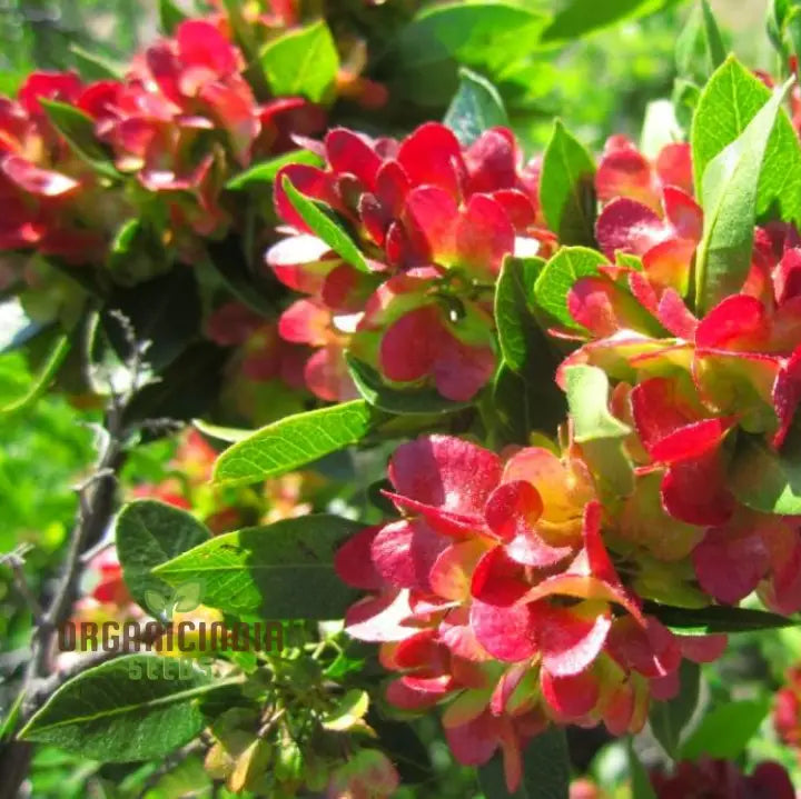 Dodonaea Viscosa seeds Hopbush seeds for planting