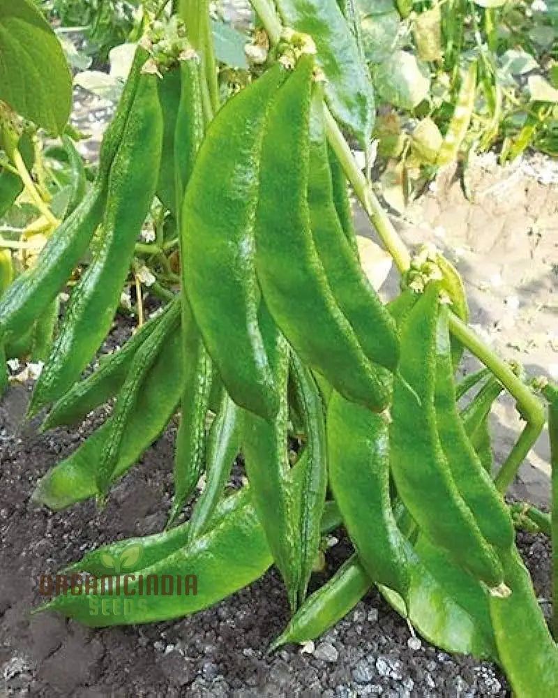 Dolichos Broad Variety Pods from Seeds, Productive Hyacinth Bean Plant