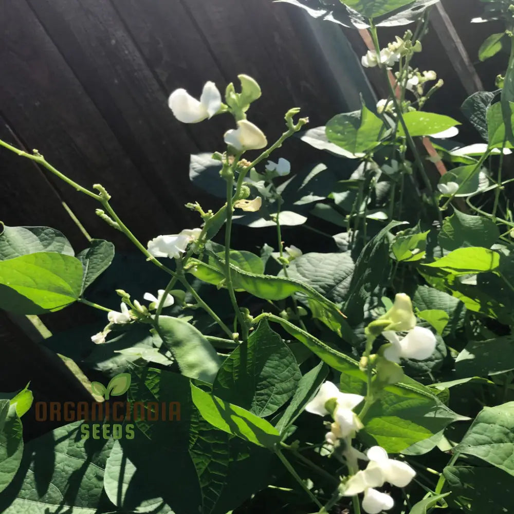 Dolichos Bush Vegetables Growing Outdoors from Seeds
