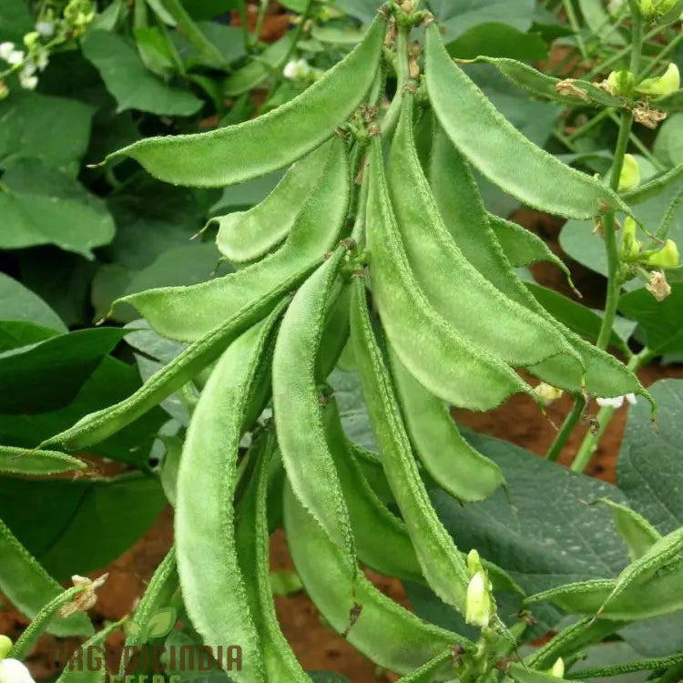 Light Green Dolichos Climbing on Trellis, Home Garden Plant