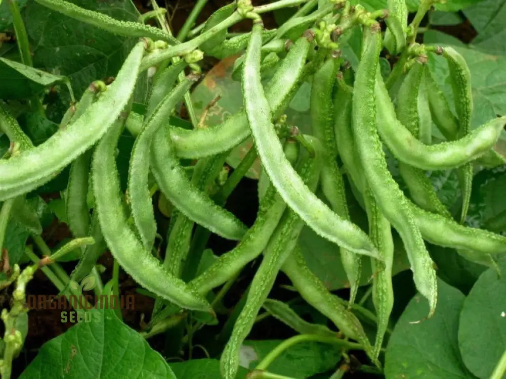 Light Green Dolichos Vines in Garden Bed, Home Garden Planting